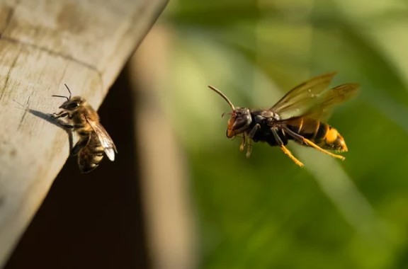 Recognise the Asian hornet