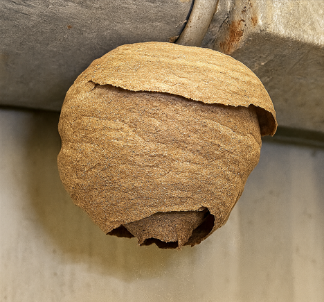 Nid primaire de frelon asiatique sous un abri