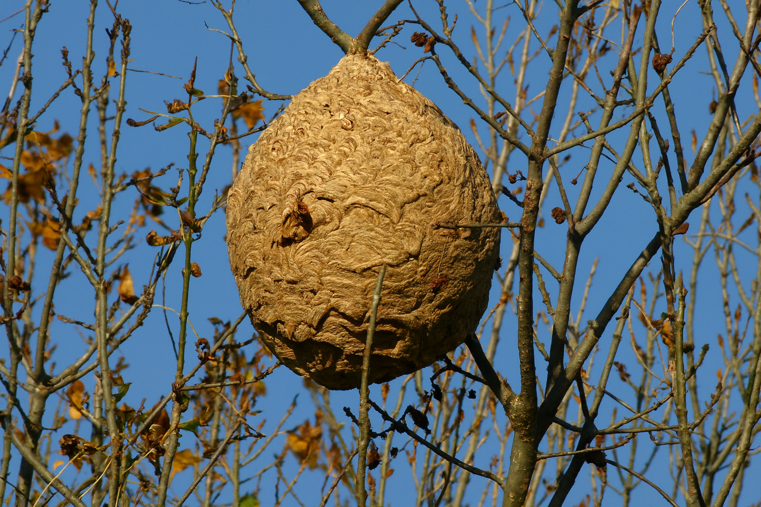 Nid secondaire de frelon asiatique en hauteur dans un arbre