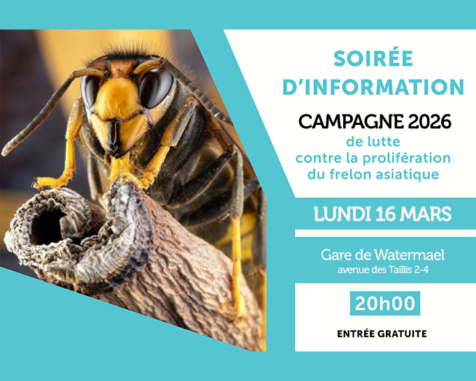 Affiche : Soirée d'information — Campagne 2026 (frelon asiatique) — Watermael-Boitsfort