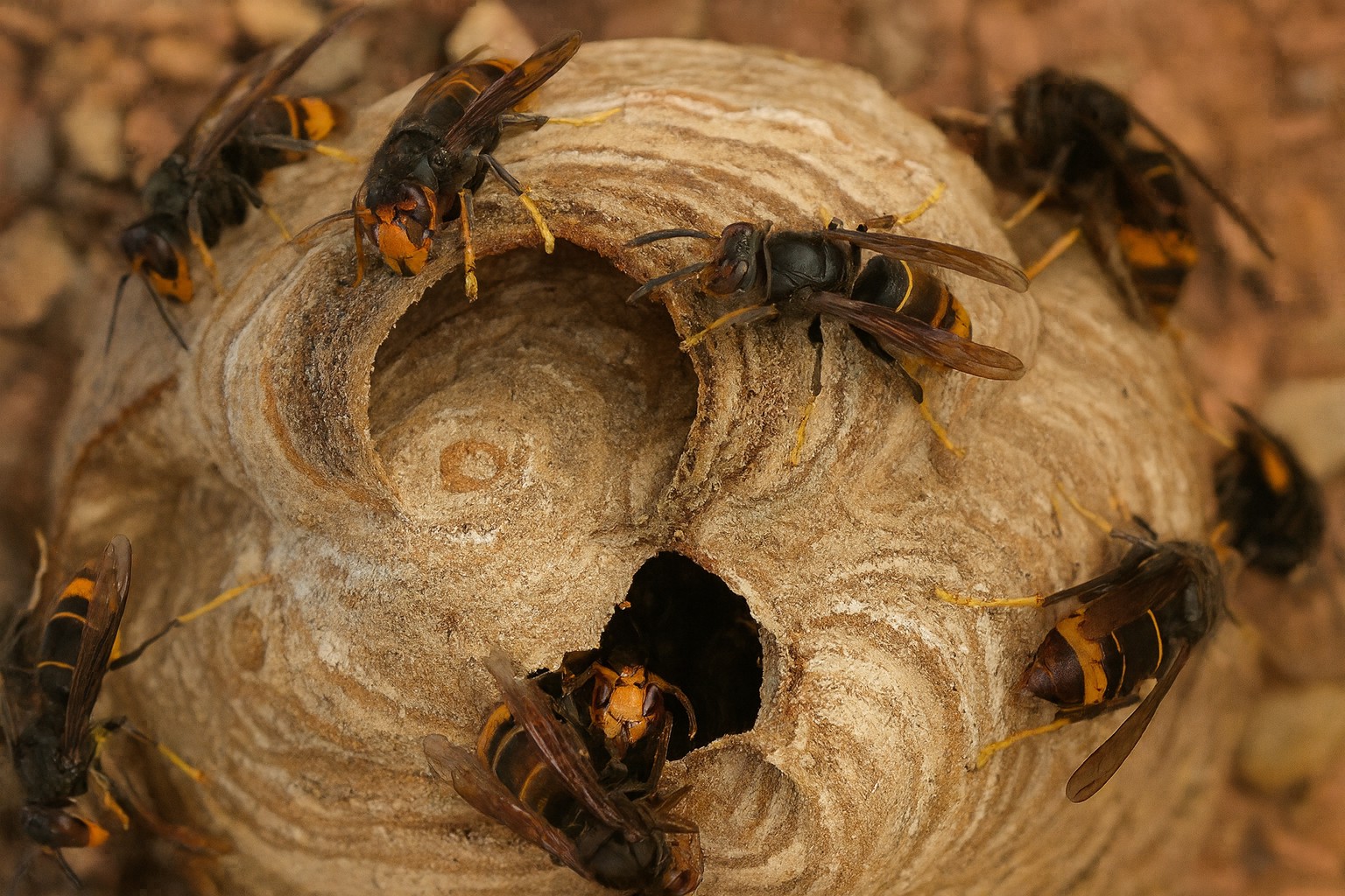 Procedure bij waarneming van een nest